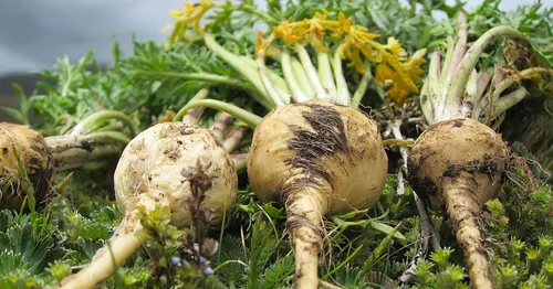 Magnesium BHB for vitality and longevity support